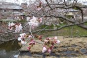 陽気に誘われてお花見に出かけました 陽気に誘われてお花見に出かけました